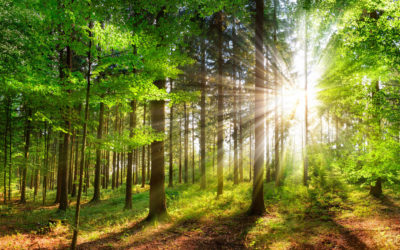 Droits de successions – Exonération « Bois et forêts » et parts de groupements forestiers
